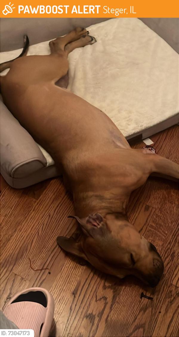 Found/Stray Male Dog last seen Steger Rd, Steger, IL 60475