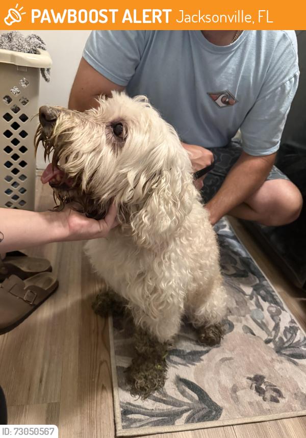 Found/Stray Male Dog last seen University blvd, Jacksonville, FL 32277