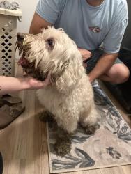 Found/Stray Male Dog last seen University blvd, Jacksonville, FL 32277