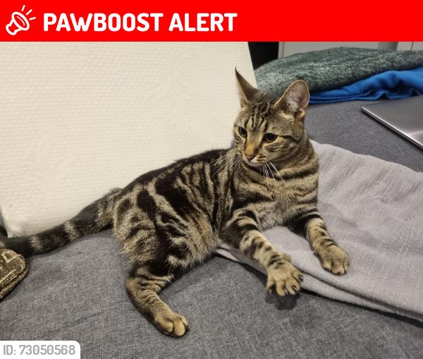 Lost Female Cat last seen Frithwood Park, Greater London, England HA6