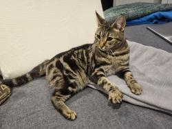 Lost Female Cat last seen Frithwood Park, Greater London, England HA6
