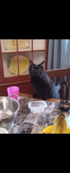 Lost Female Cat last seen Steinway and Lee south, Maple Heights, OH 44137