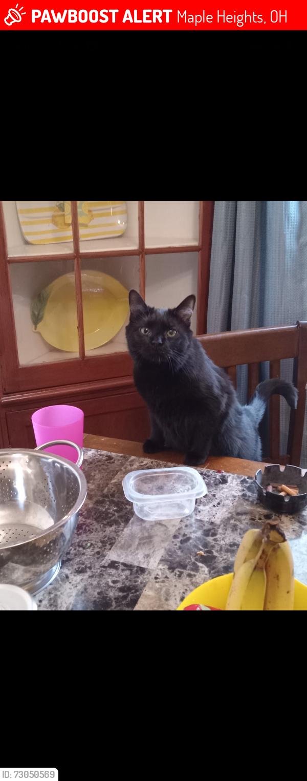 Lost Female Cat last seen Steinway and Lee south, Maple Heights, OH 44137