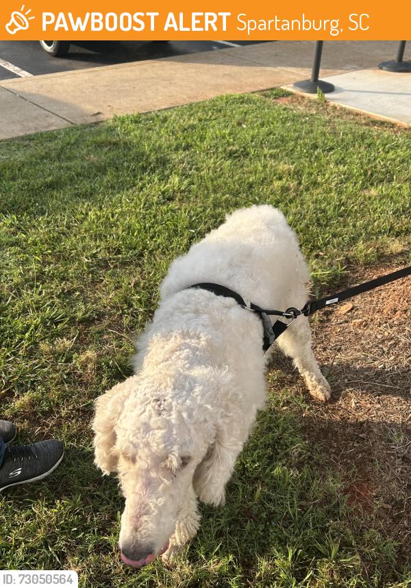 Found/Stray Unknown Dog last seen Spartanburg County, Spartanburg, SC 29301
