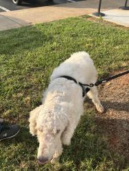Found/Stray Unknown Dog last seen Spartanburg County, Spartanburg, SC 29301