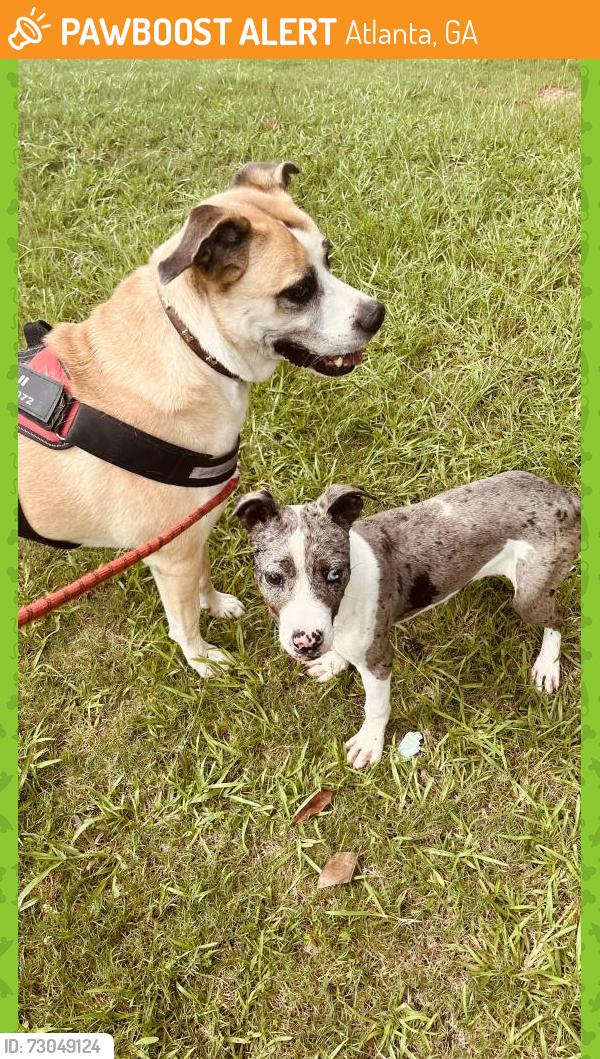 Found/Stray Female Dog last seen Gresham, Atlanta, GA 30316