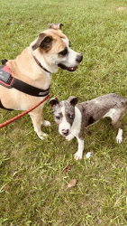 Found/Stray Female Dog last seen Gresham, Atlanta, GA 30316