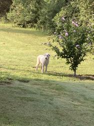 Found/Stray Female Dog last seen End of Morin Road, Chattanooga, TN 37421