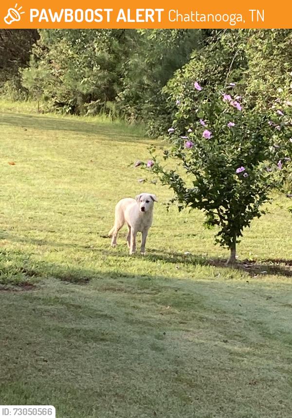 Found/Stray Female Dog last seen End of Morin Road, Chattanooga, TN 37421