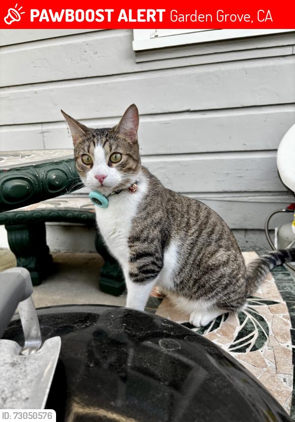 Lost Male Cat last seen Euclid and Lampson, Garden Grove, CA 92840