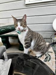 Lost Male Cat last seen Euclid and Lampson, Garden Grove, CA 92840