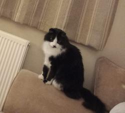 Lost Male Cat last seen Chesford Road luton, Luton, England LU2
