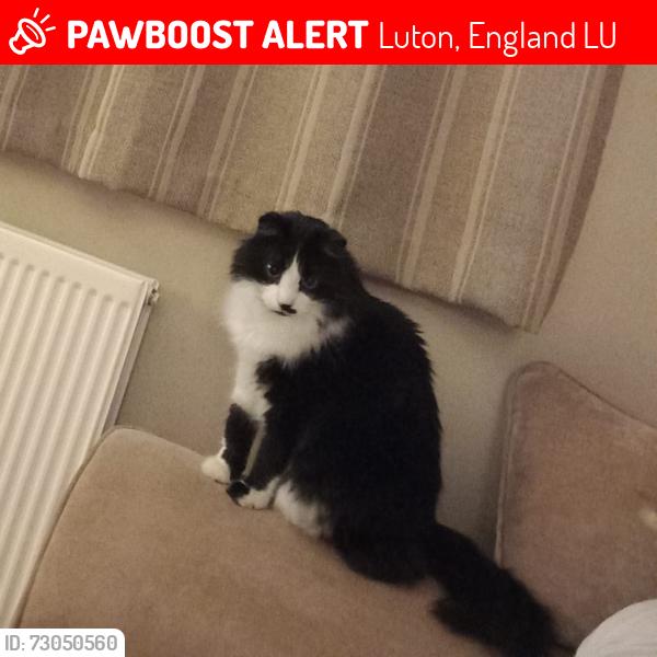 Lost Male Cat last seen Chesford Road luton, Luton, England LU2