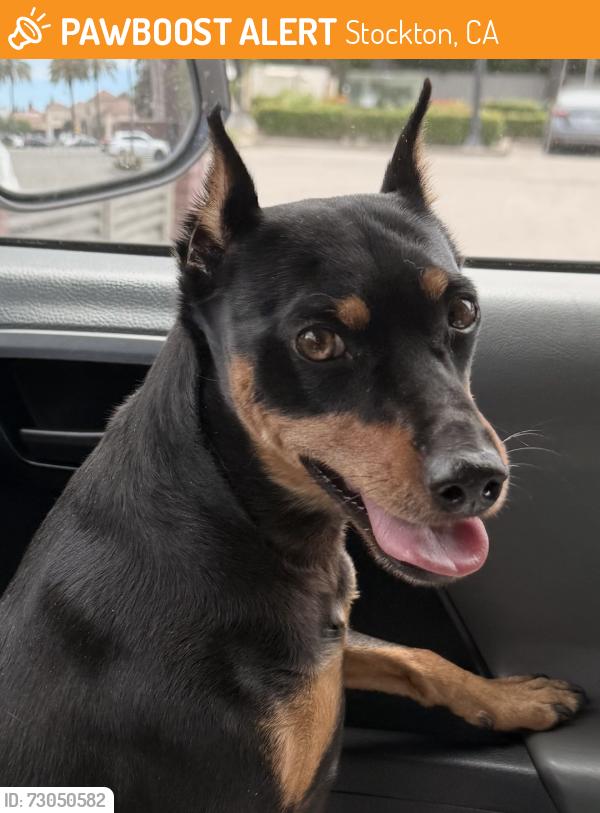 Found/Stray Male Dog last seen Paradise Point Bridge, Stockton, CA 95209