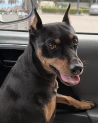 Found/Stray Male Dog last seen Paradise Point Bridge, Stockton, CA 95209