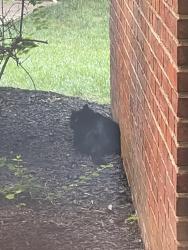 Found/Stray Unknown Cat last seen Behind Berkshire apmts, Washington, DC 20016