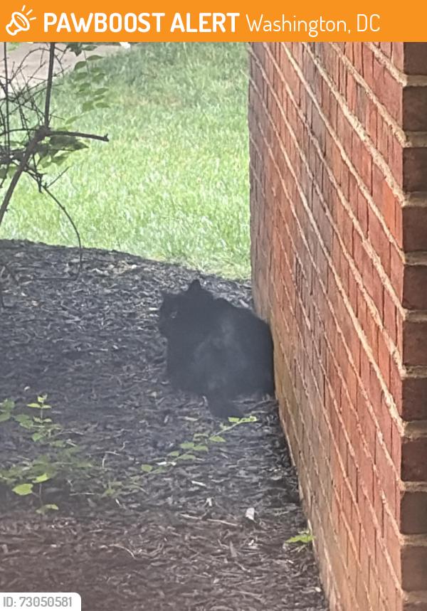 Found/Stray Unknown Cat last seen Behind Berkshire apmts, Washington, DC 20016