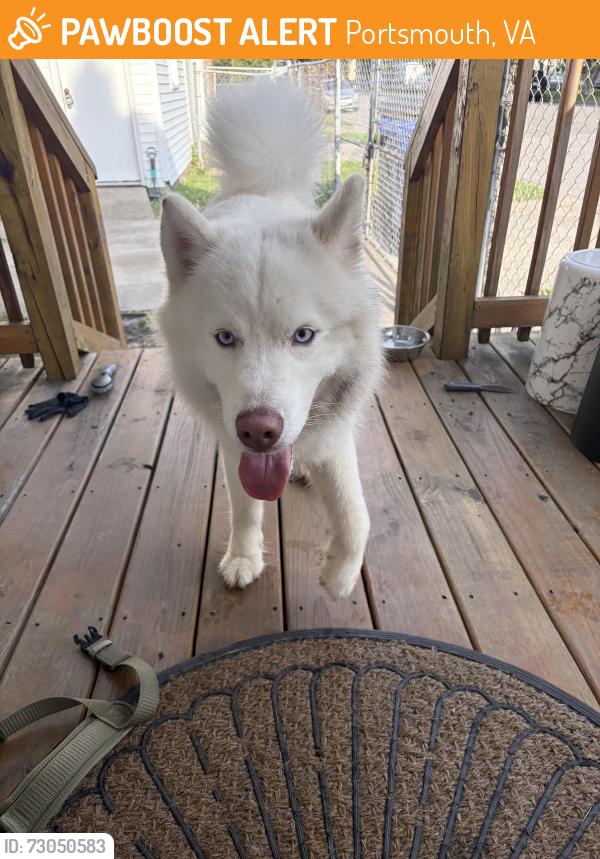 Found/Stray Unknown Dog last seen Richmond and Randolph , Portsmouth, VA 23704