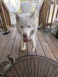 Found/Stray Unknown Dog last seen Richmond and Randolph , Portsmouth, VA 23704