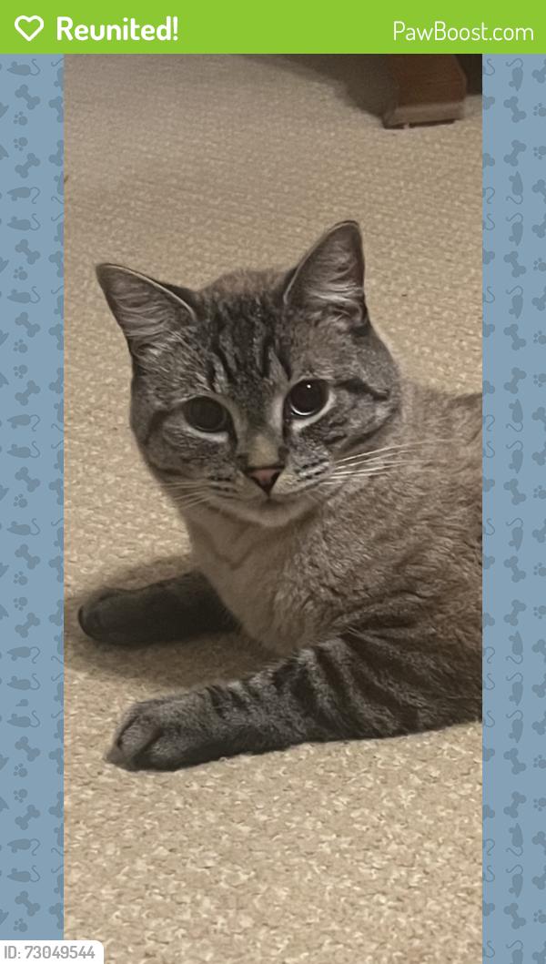 Reunited Male Cat last seen Tyson Street and Glen Eden, Raleigh, NC 27612