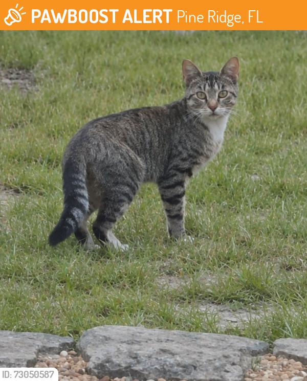 Found/Stray Unknown Cat last seen Harewood & West Aleuts, Pine Ridge, FL 34465