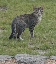 Found/Stray Unknown Cat last seen Harewood & West Aleuts, Pine Ridge, FL 34465