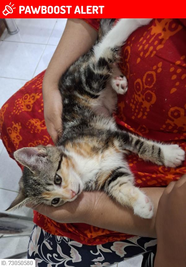 Lost Female Cat last seen Grenville cre ,Betula rise,berberis pl, Hoppers Crossing, VIC 3029