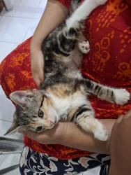 Lost Female Cat last seen Grenville cre ,Betula rise,berberis pl, Hoppers Crossing, VIC 3029