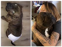Lost Female Dog last seen enterprise dr, high point, nc, Matamoras, OH 45767