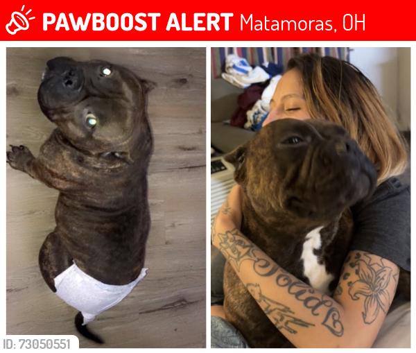 Lost Female Dog last seen enterprise dr, high point, nc, Matamoras, OH 45767