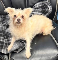 Reunited Female Dog last seen Near Stanley Street, Dayton, OH 45404
