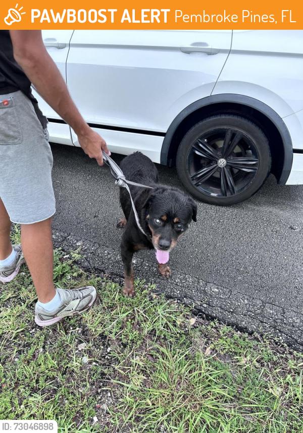 Found/Stray Unknown Dog last seen Found S Airport Rd,P Pines.Last seen Pembroke Rd in Hollywood where a man gave him to another man, Pembroke Pines, FL 33025
