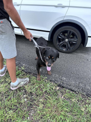 Found/Stray Unknown Dog last seen Found S Airport Rd,P Pines.Last seen Pembroke Rd in Hollywood where a man gave him to another man, Pembroke Pines, FL 33025