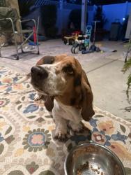 Found/Stray Male Dog last seen Del Rio Elementary, Bakersfield, CA 93314
