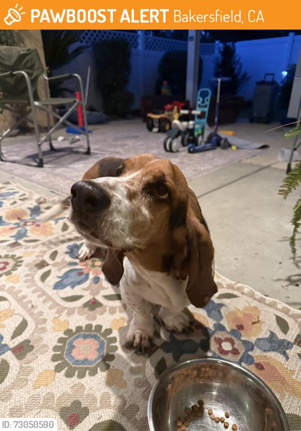 Found/Stray Male Dog last seen Del Rio Elementary, Bakersfield, CA 93314