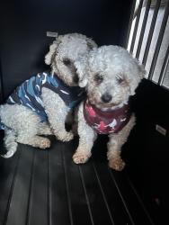 Lost Female Dog last seen Lakeshore, Euclid, OH 44119
