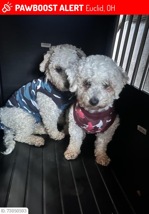 Lost Female Dog last seen Lakeshore, Euclid, OH 44119