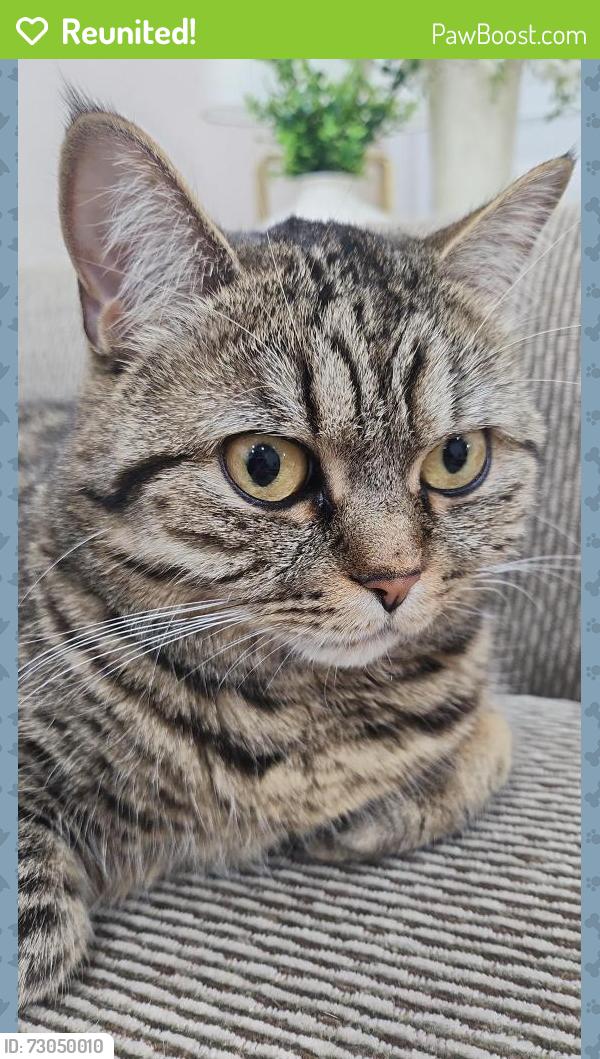 Reunited Female Cat last seen Battleford and Osprey blvd, Mississauga, ON L5N 6H1