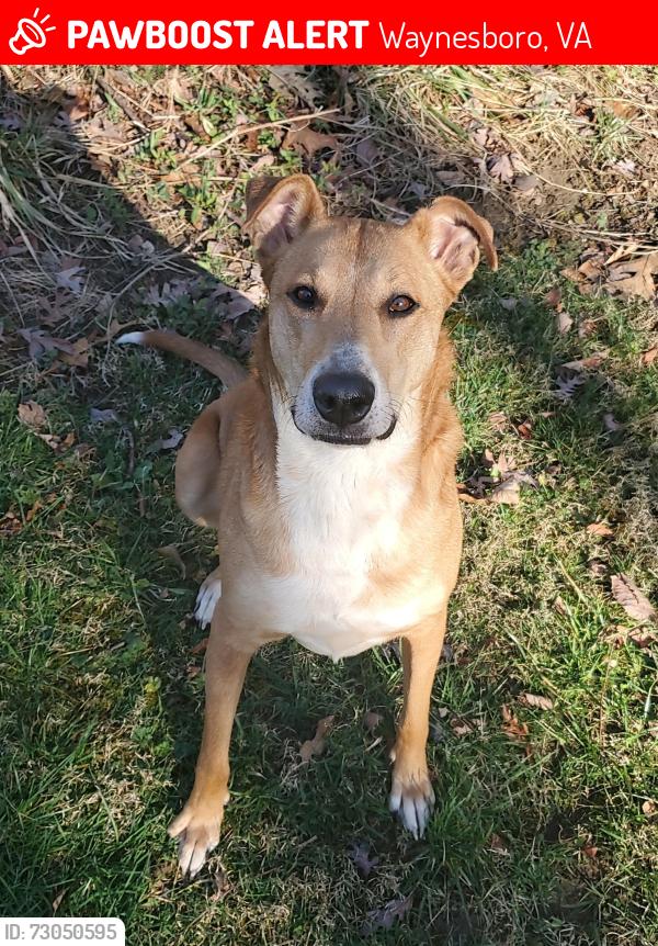 Lost Female Dog last seen Mount Lebanon Church, Wayne Cycle Shop, Waynesboro, VA 22980
