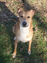 Lost Female Dog last seen Mount Lebanon Church, Wayne Cycle Shop, Waynesboro, VA 22980