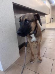 Found/Stray Female Dog last seen Near Lincoln Blvd, Venice Ca , Los Angeles, CA 90291