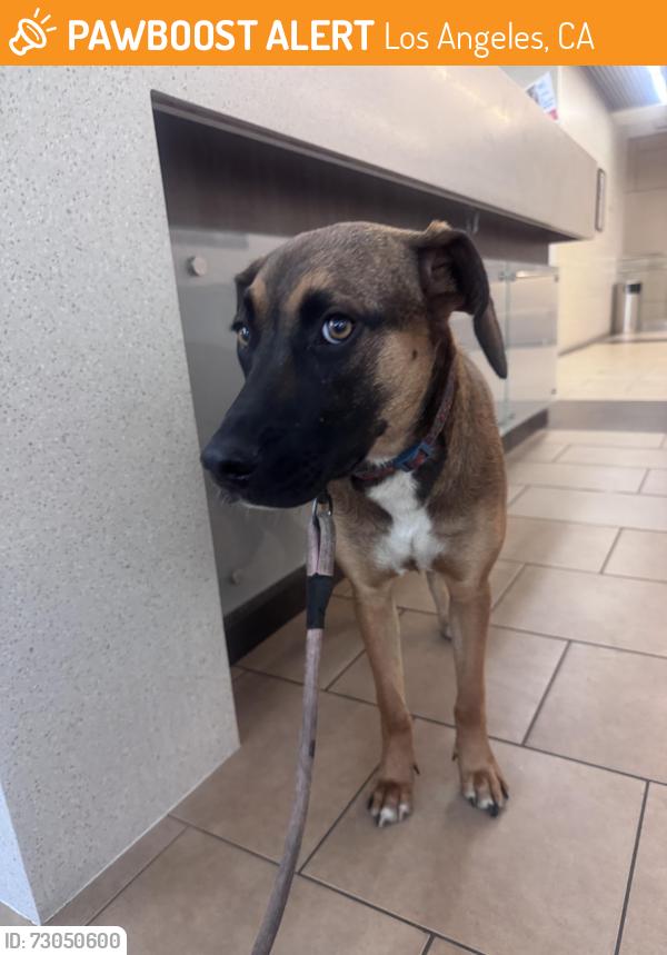 Found/Stray Female Dog last seen Near Lincoln Blvd, Venice Ca , Los Angeles, CA 90291