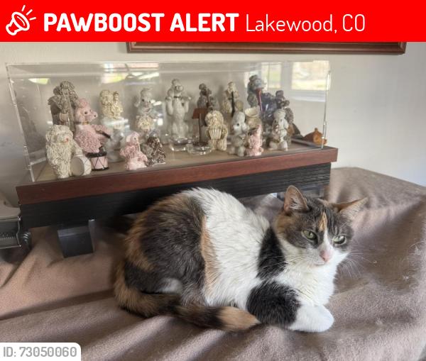 Lost Female Cat last seen Kipling and Asbury, Lakewood, CO 80227