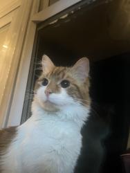 Lost Male Cat last seen Lyne way, Hertfordshire, England HP1