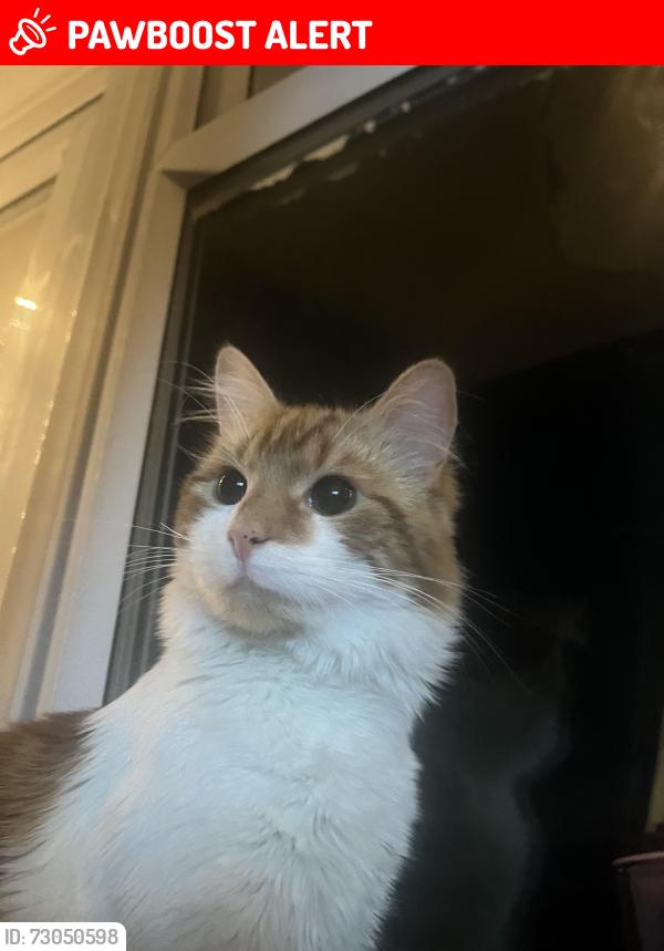 Lost Male Cat last seen Lyne way, Hertfordshire, England HP1