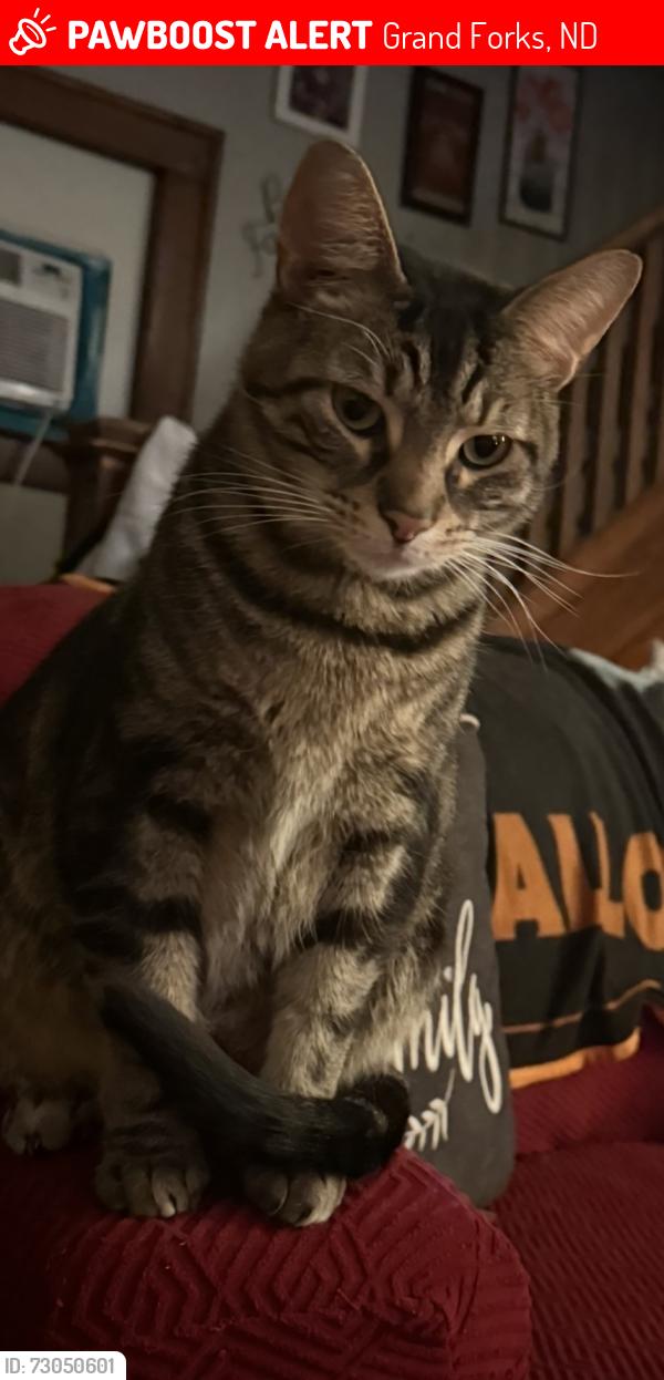 Lost Male Cat last seen 53rd St and 10th Ave N, Grand Forks, ND 58203