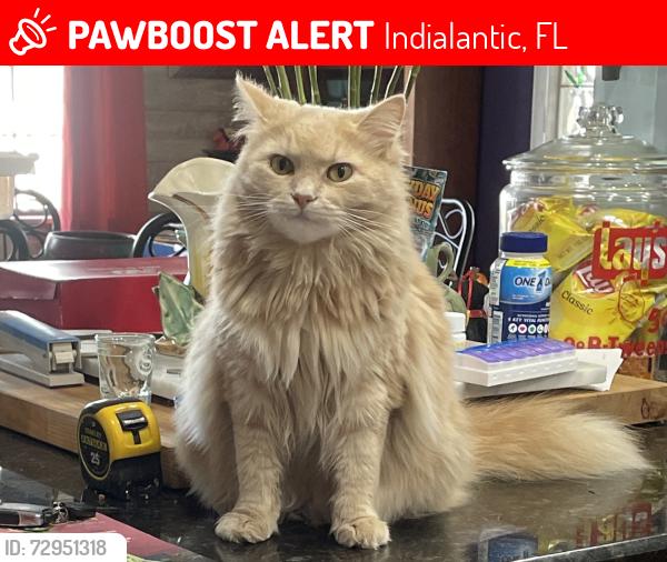 Lost Female Cat last seen Shell Ave. & Cypress Street, Indialantic 32903, Indialantic, FL 32903