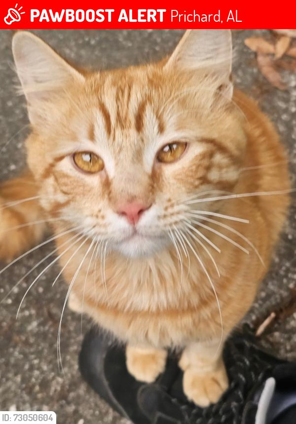 Lost Male Cat last seen Glow ann dr and Lott Rd, Prichard, AL 36613