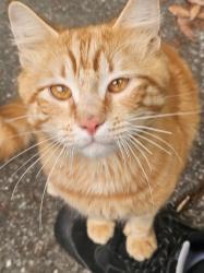 Lost Male Cat last seen Glow ann dr and Lott Rd, Prichard, AL 36613