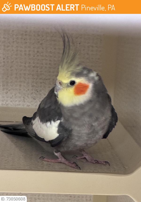 Rehomed Unknown Bird last seen The Pet Campus, Pineville, PA 18946